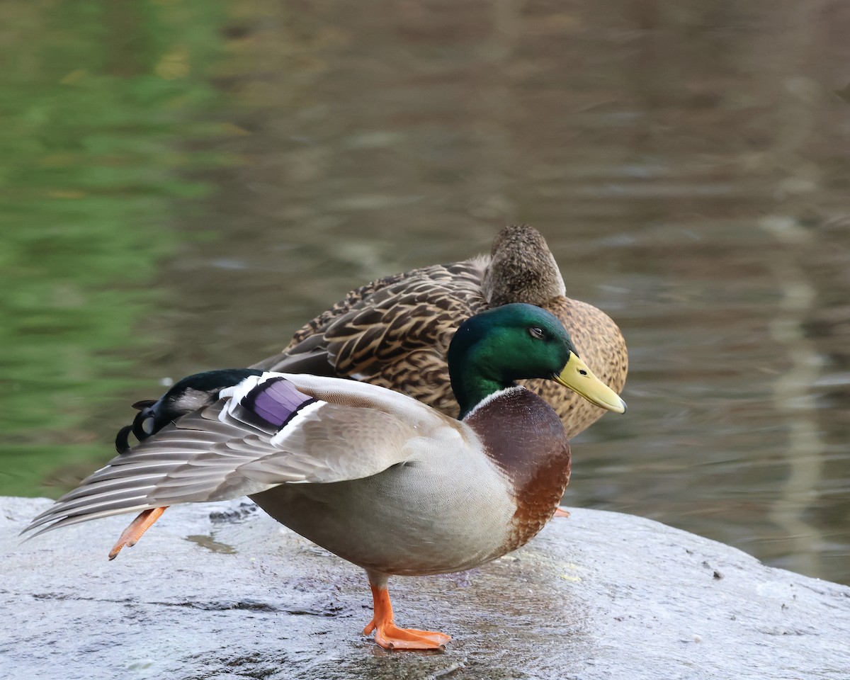 Canard colvert - ML646853007