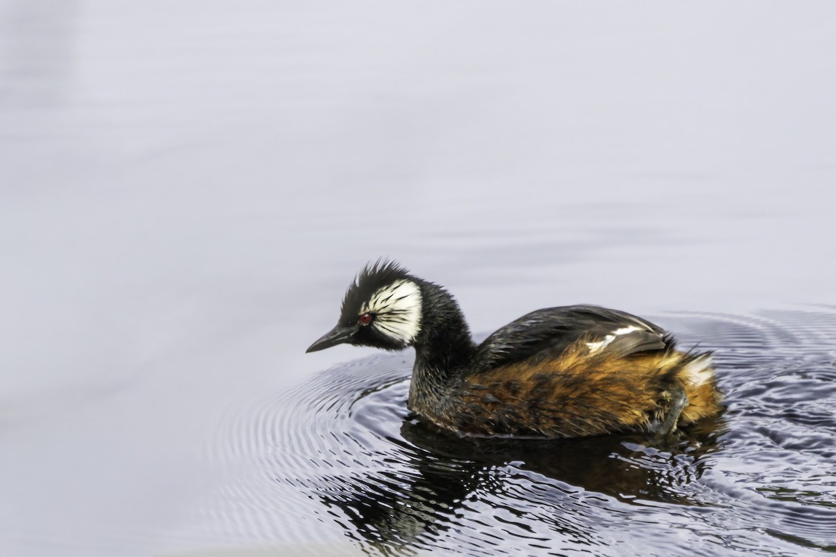 White-tufted Grebe - ML646853008