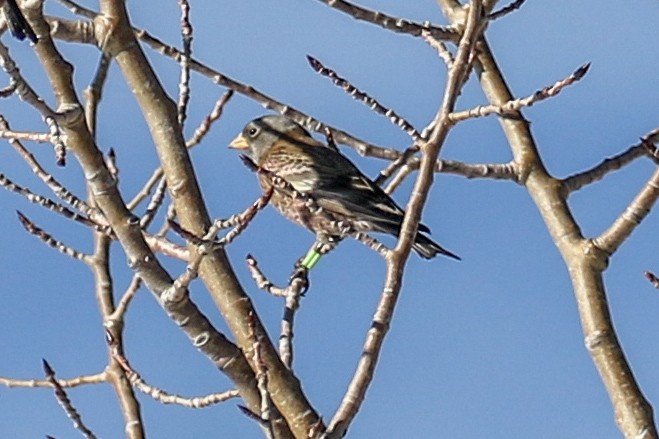 Gray-crowned Rosy-Finch (Hepburn's) - ML646853009