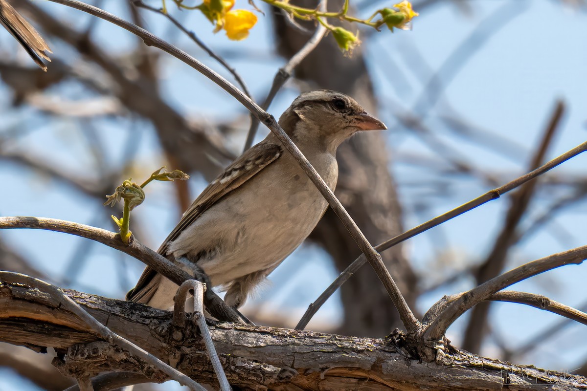 Горобець білобровий - ML646853015