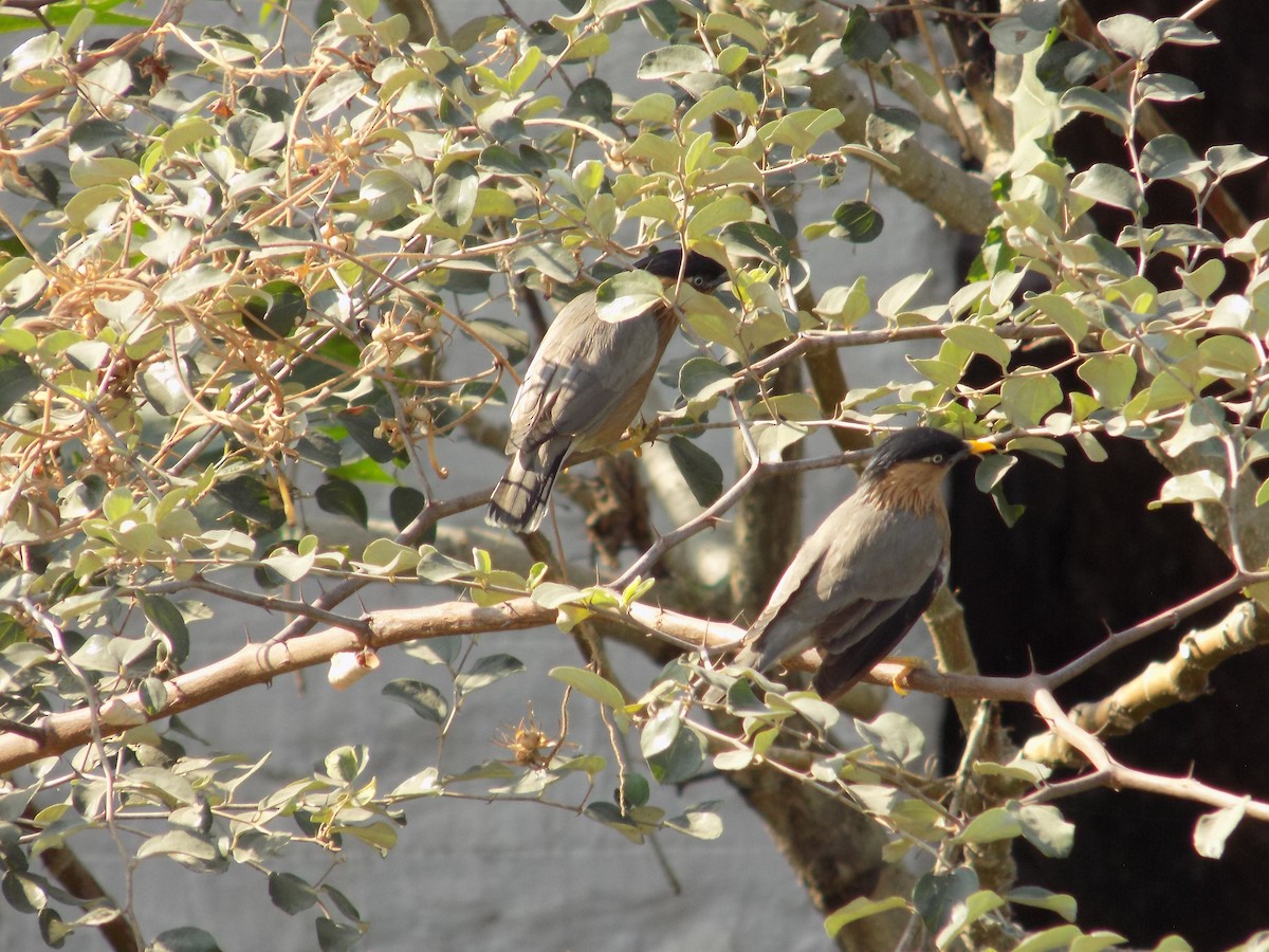 ズグロムクドリ - ML646853024