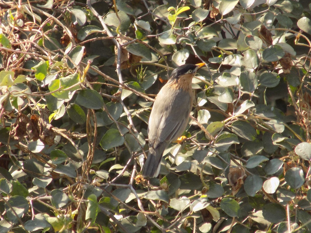 ズグロムクドリ - ML646853025