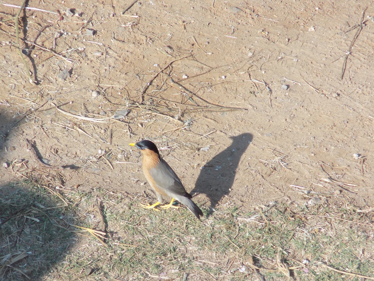 ズグロムクドリ - ML646853026