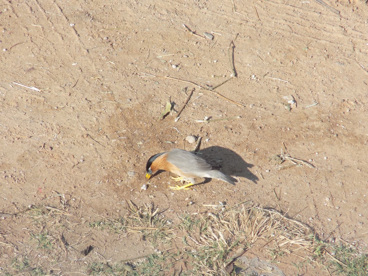 ズグロムクドリ - ML646853027