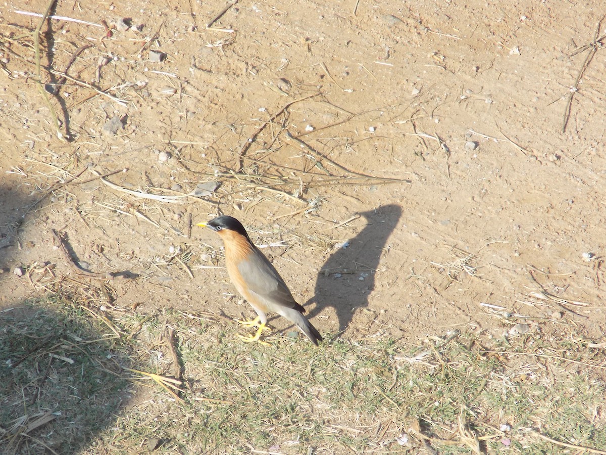 ズグロムクドリ - ML646853030