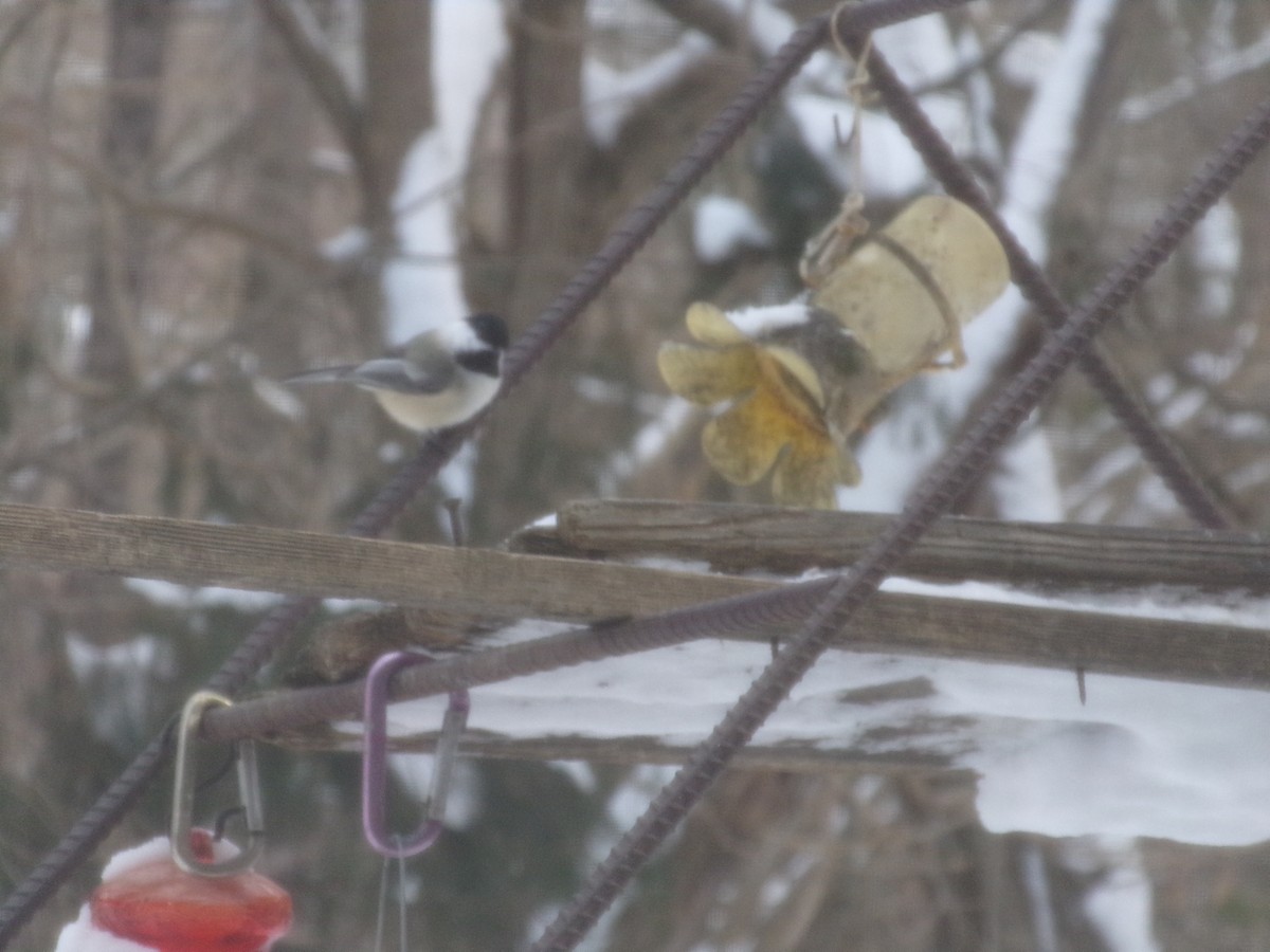 Black-capped Chickadee - ML646853031