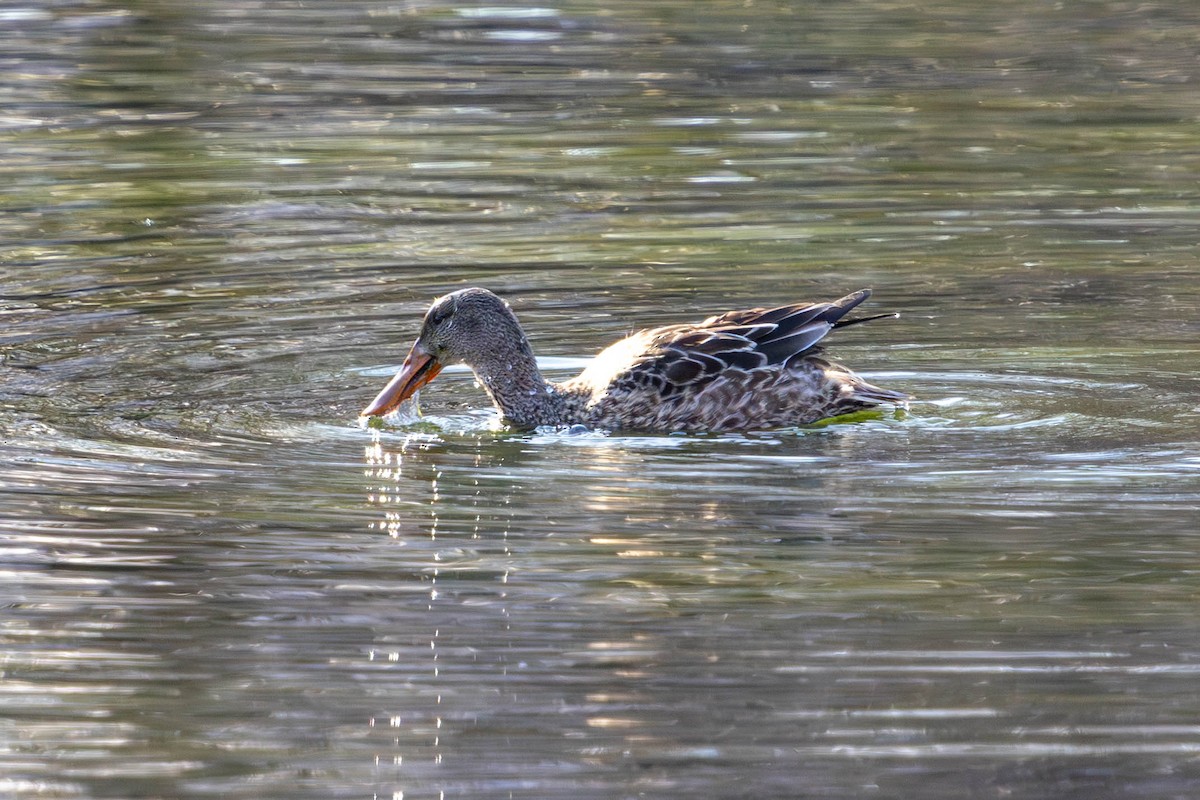 琵嘴鴨 - ML646853034