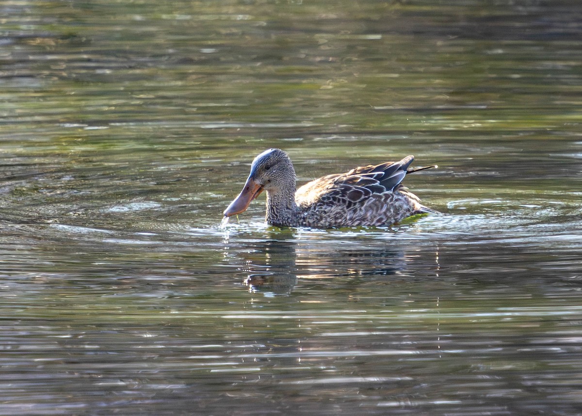 琵嘴鴨 - ML646853035