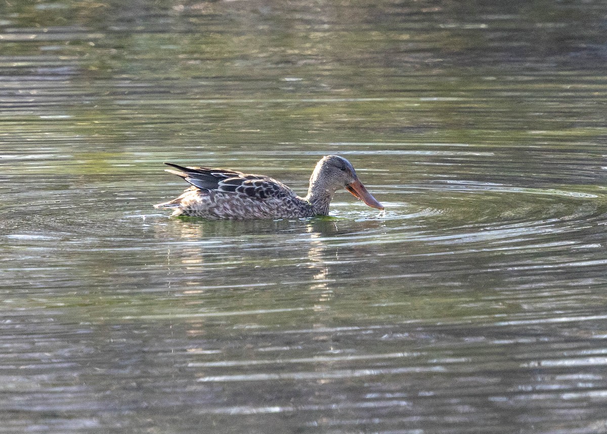 琵嘴鴨 - ML646853036