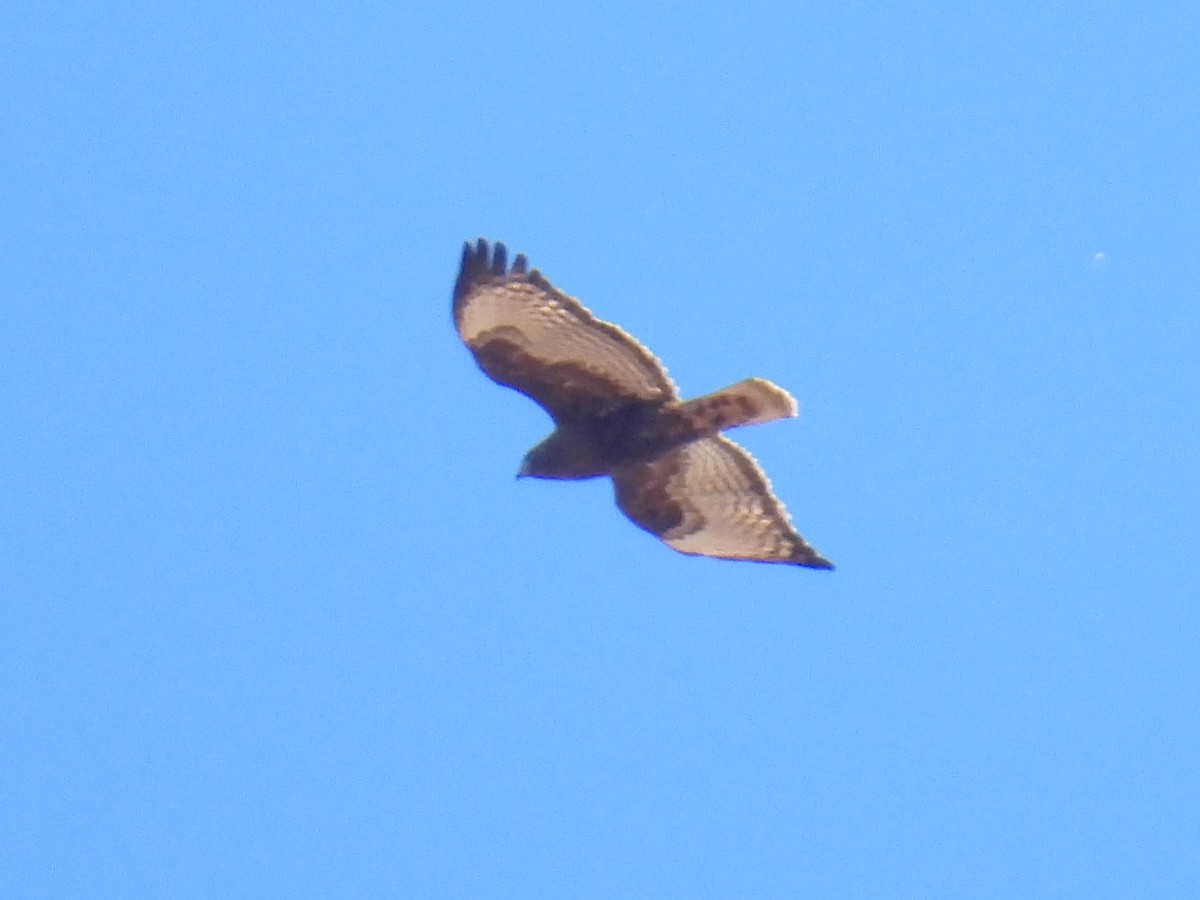 Buteo sp. - ML646853037