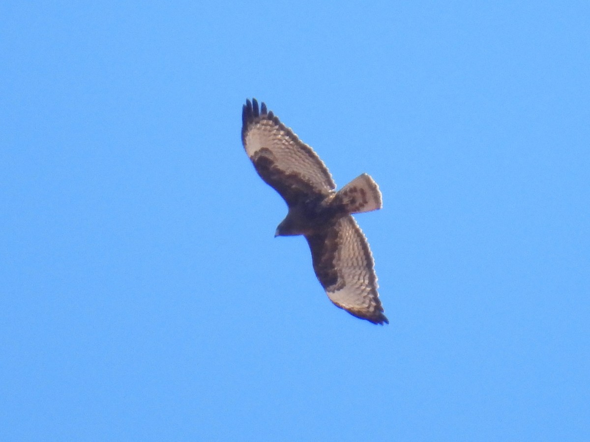 Buteo sp. - ML646853038