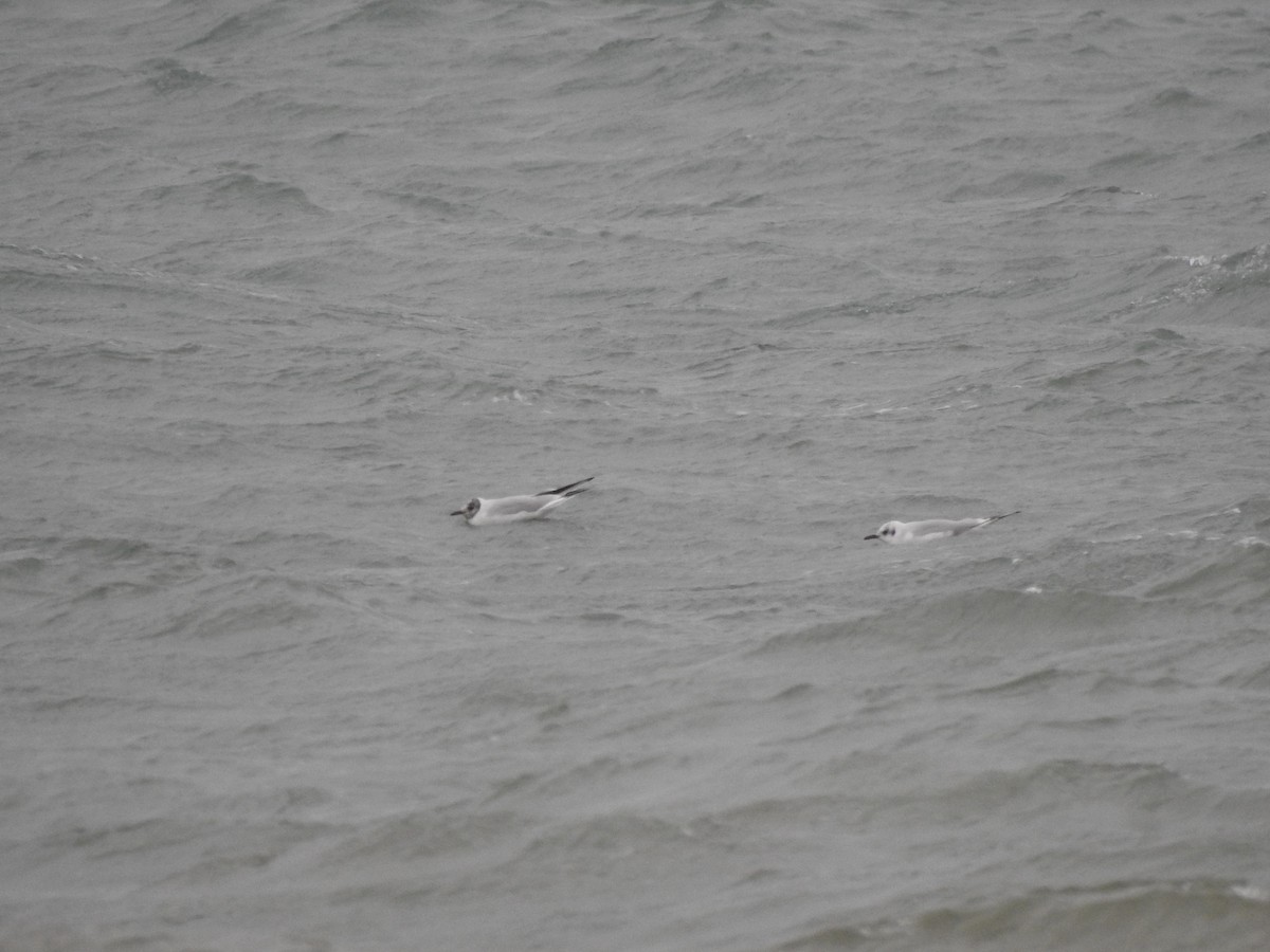 Black-headed Gull - ML646853039