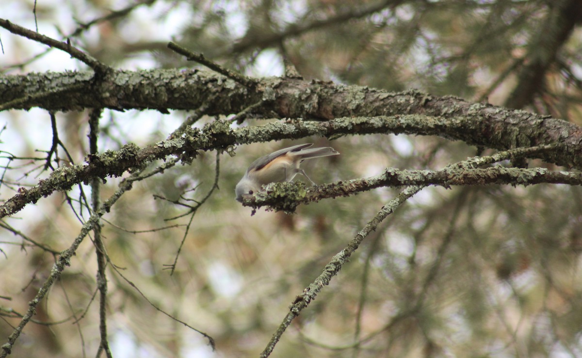 Tufted Titmouse - ML646853040