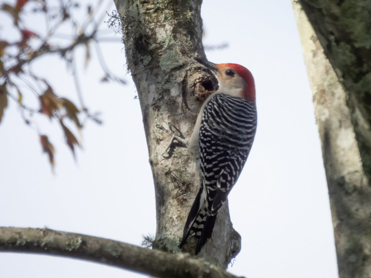 Red-bellied Woodpecker - ML646853041