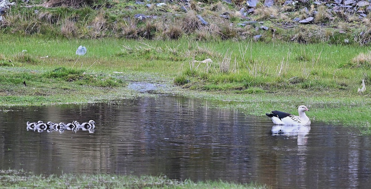 Андский гусь - ML646853043