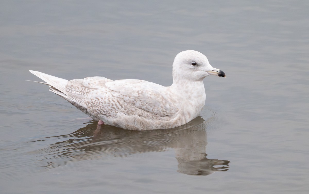 Iceland Gull (kumlieni) - ML646853044