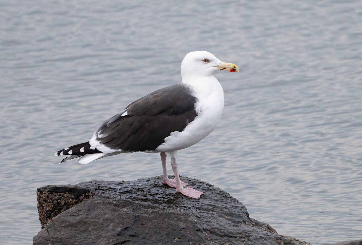 Great Black-backed Gull - ML646853045