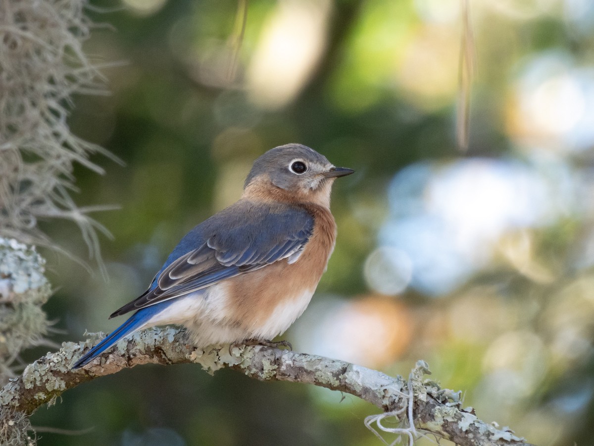 Eastern Bluebird - ML646853048