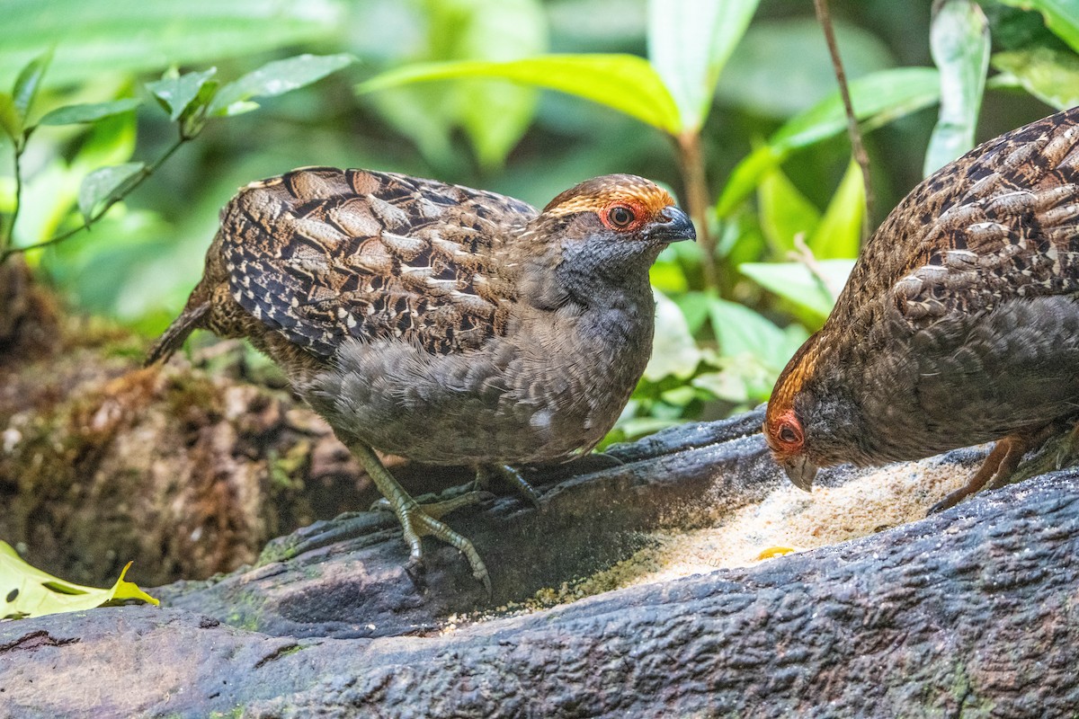 Spot-winged Wood-Quail - ML646853049