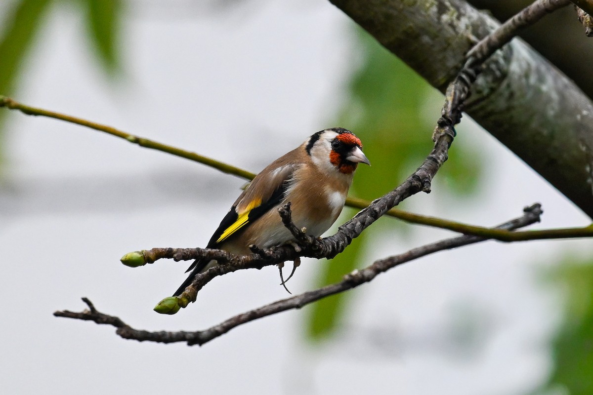 Cardellino - ML646853051