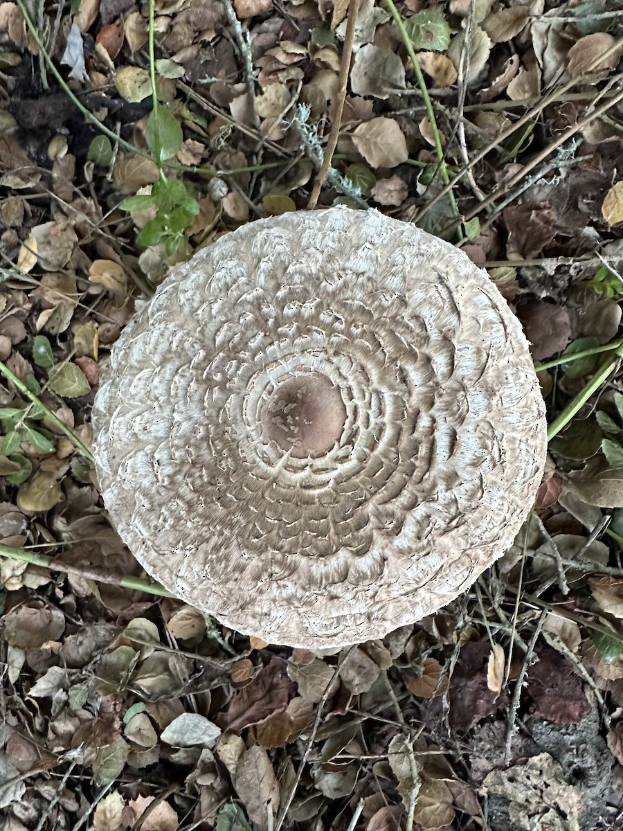 Animals - ML646853052