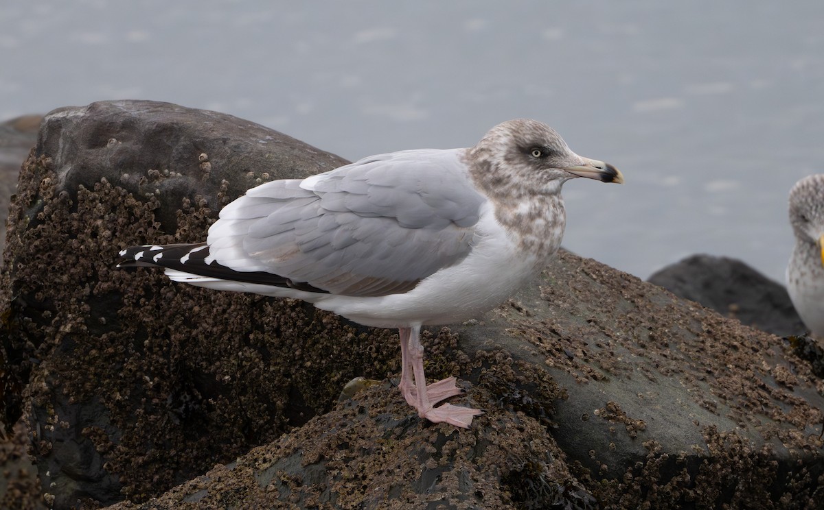 American Herring Gull - ML646853053