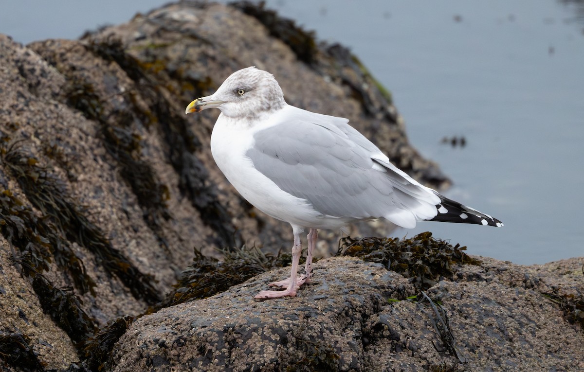 American Herring Gull - ML646853054