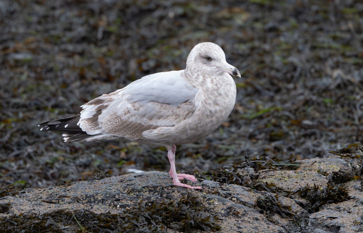 American Herring Gull - ML646853055