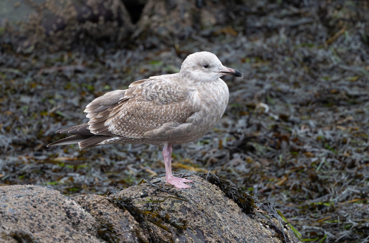 American Herring Gull - ML646853056