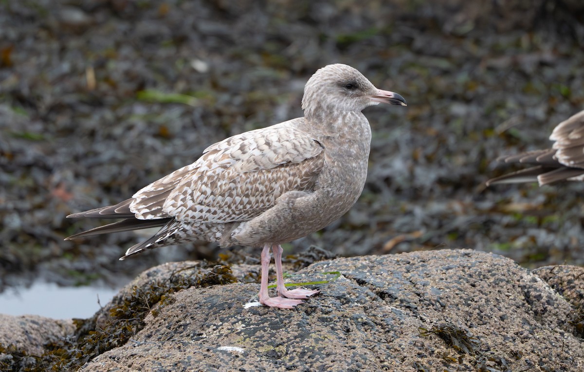 American Herring Gull - ML646853057