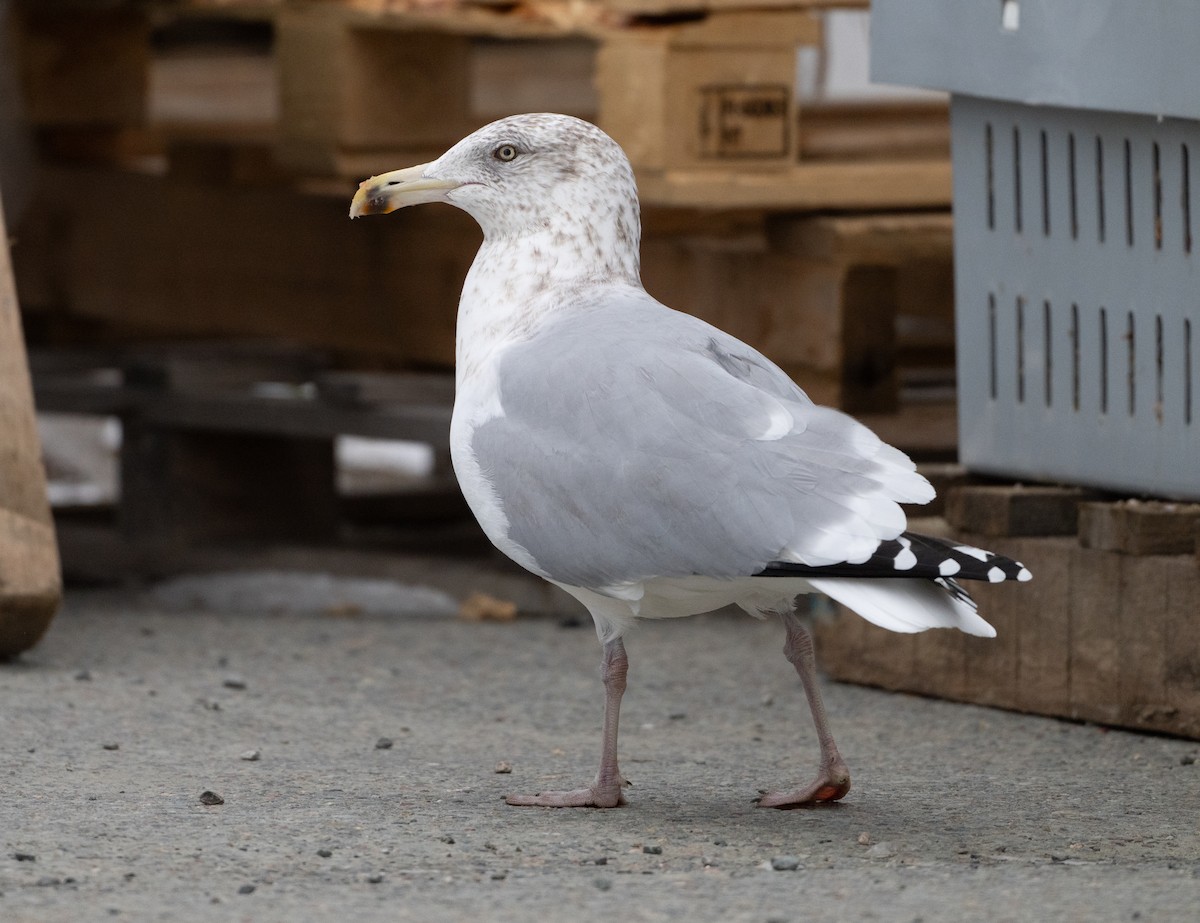 American Herring Gull - ML646853058