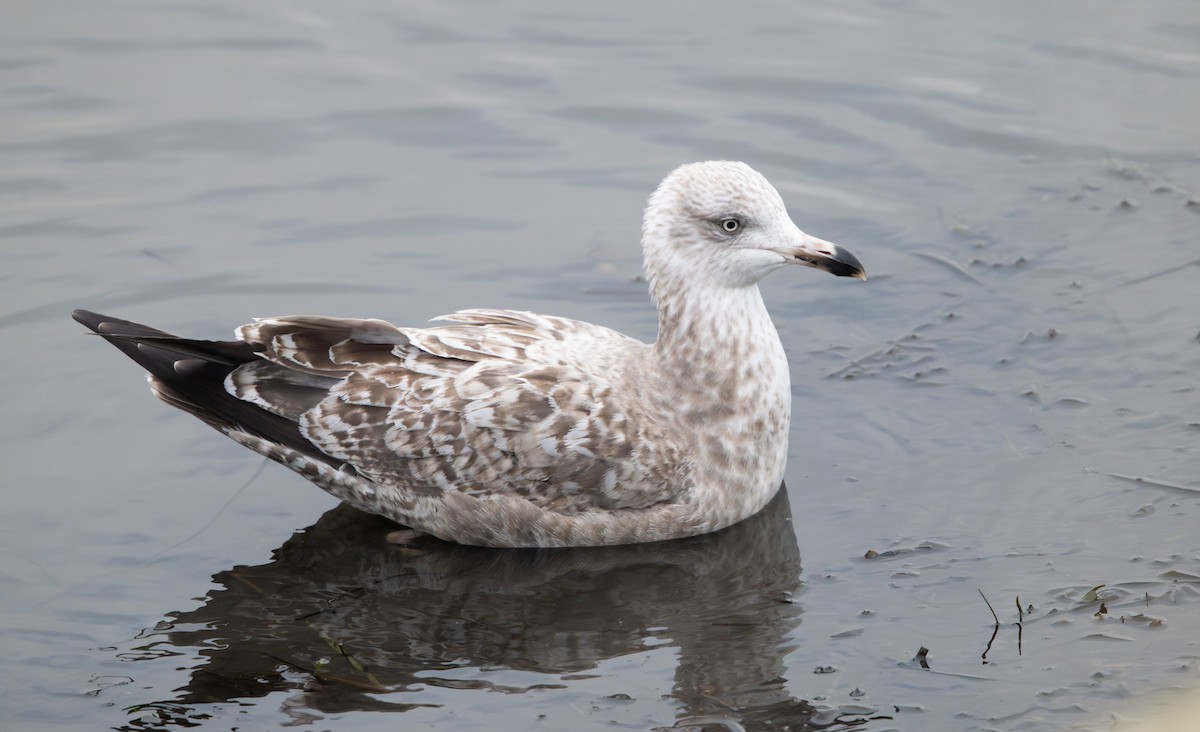 American Herring Gull - ML646853059