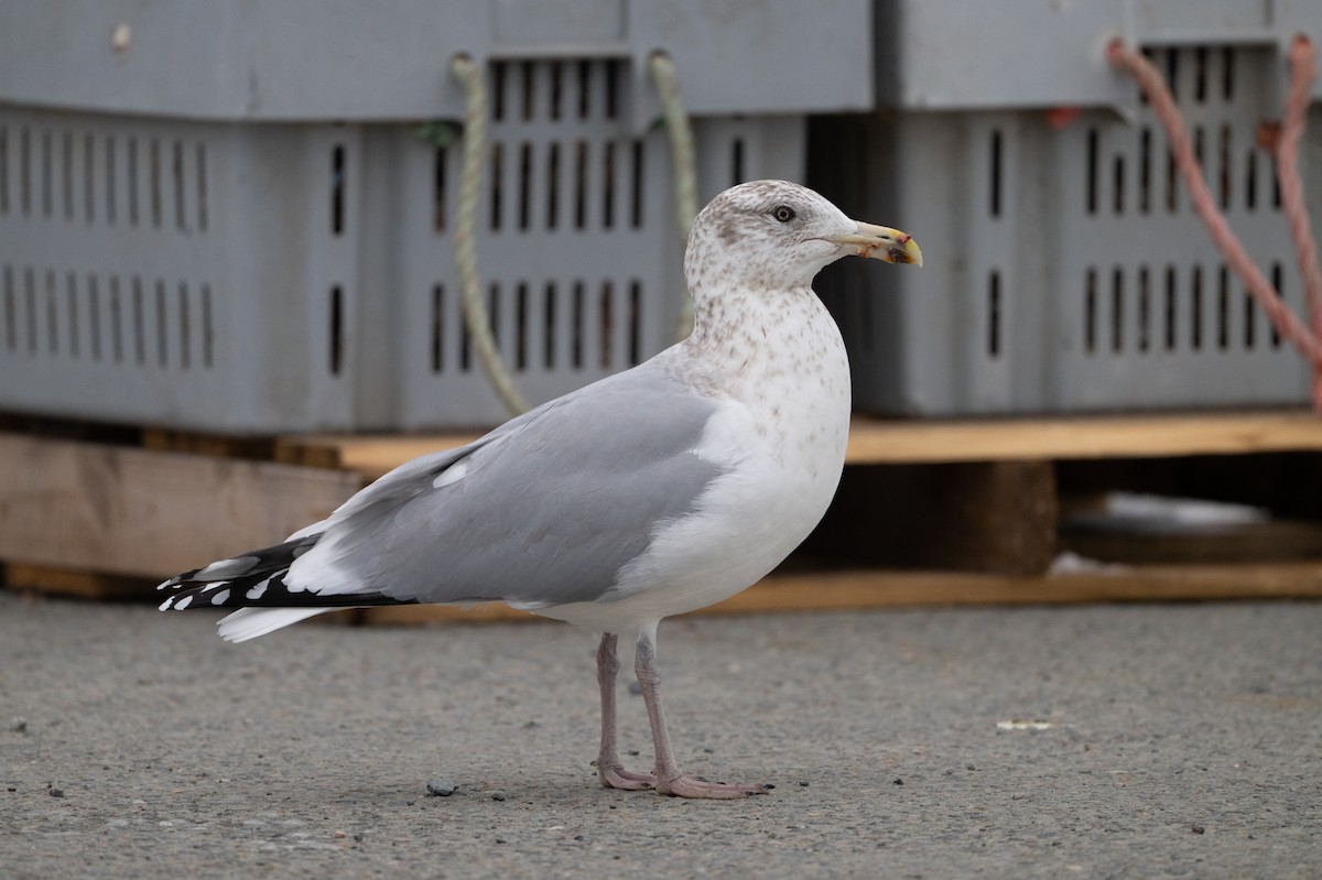 American Herring Gull - ML646853060