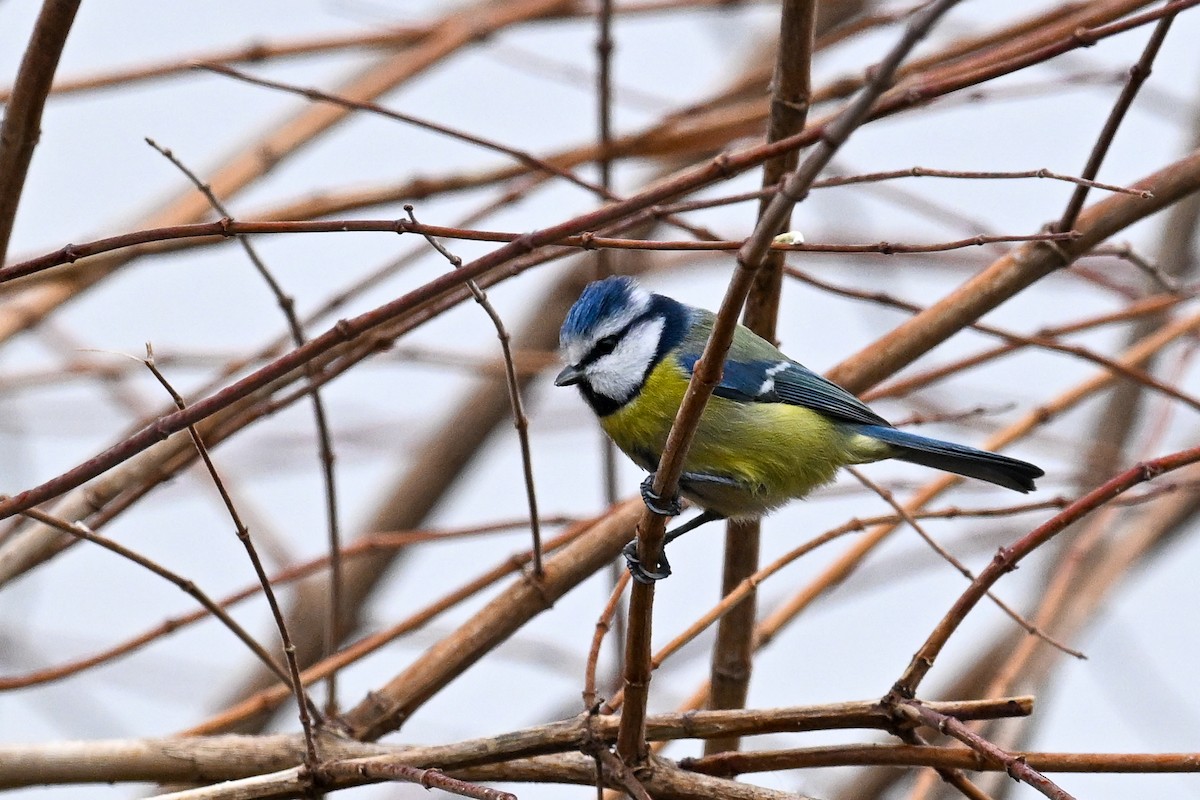 Eurasian Blue Tit - ML646853061