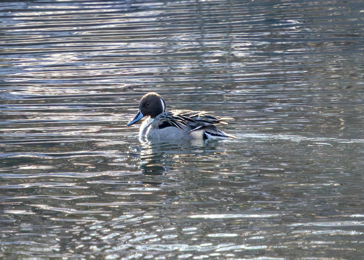 尖尾鴨 - ML646853063