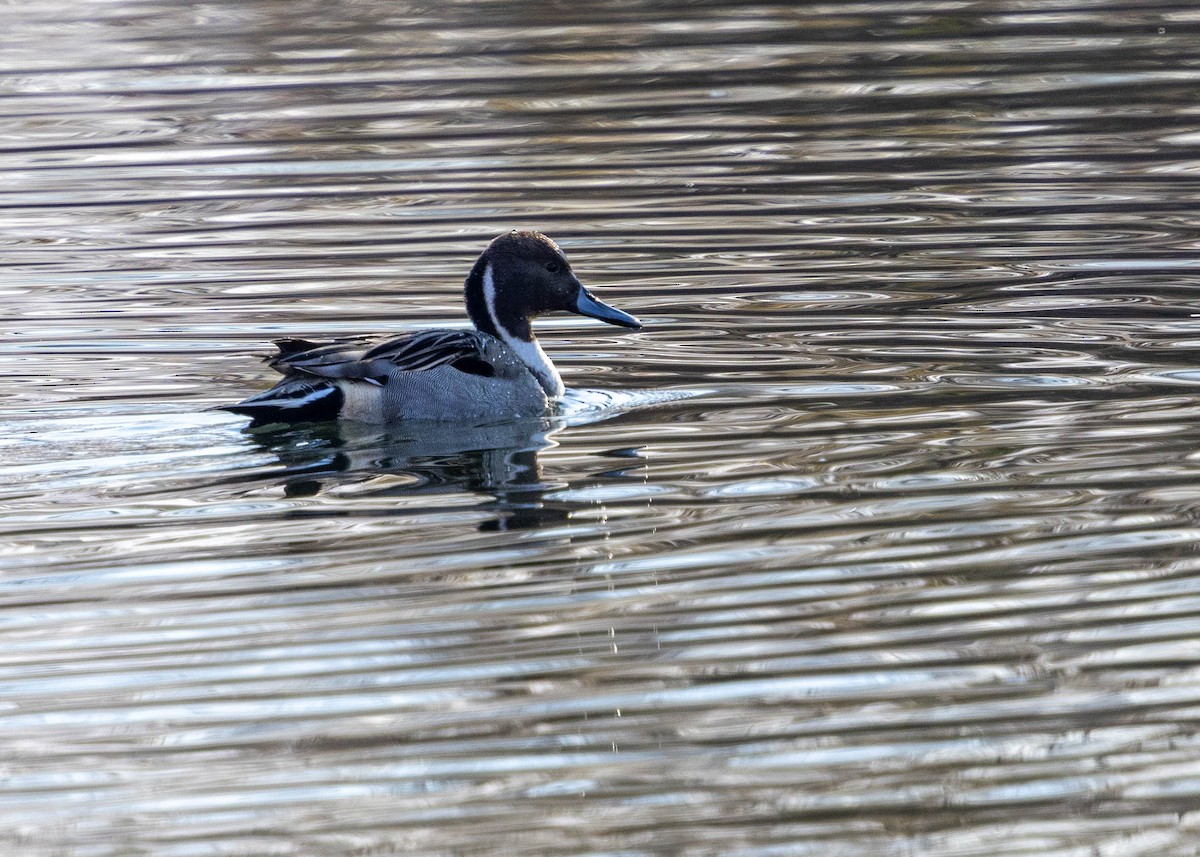 尖尾鴨 - ML646853064