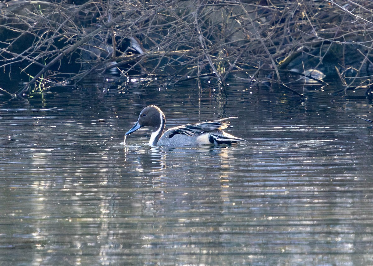 尖尾鴨 - ML646853065