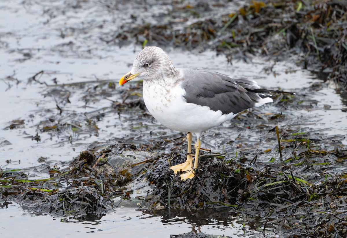Lesser Black-backed Gull - ML646853066