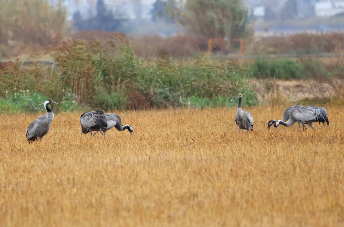 Grulla Común - ML646853067