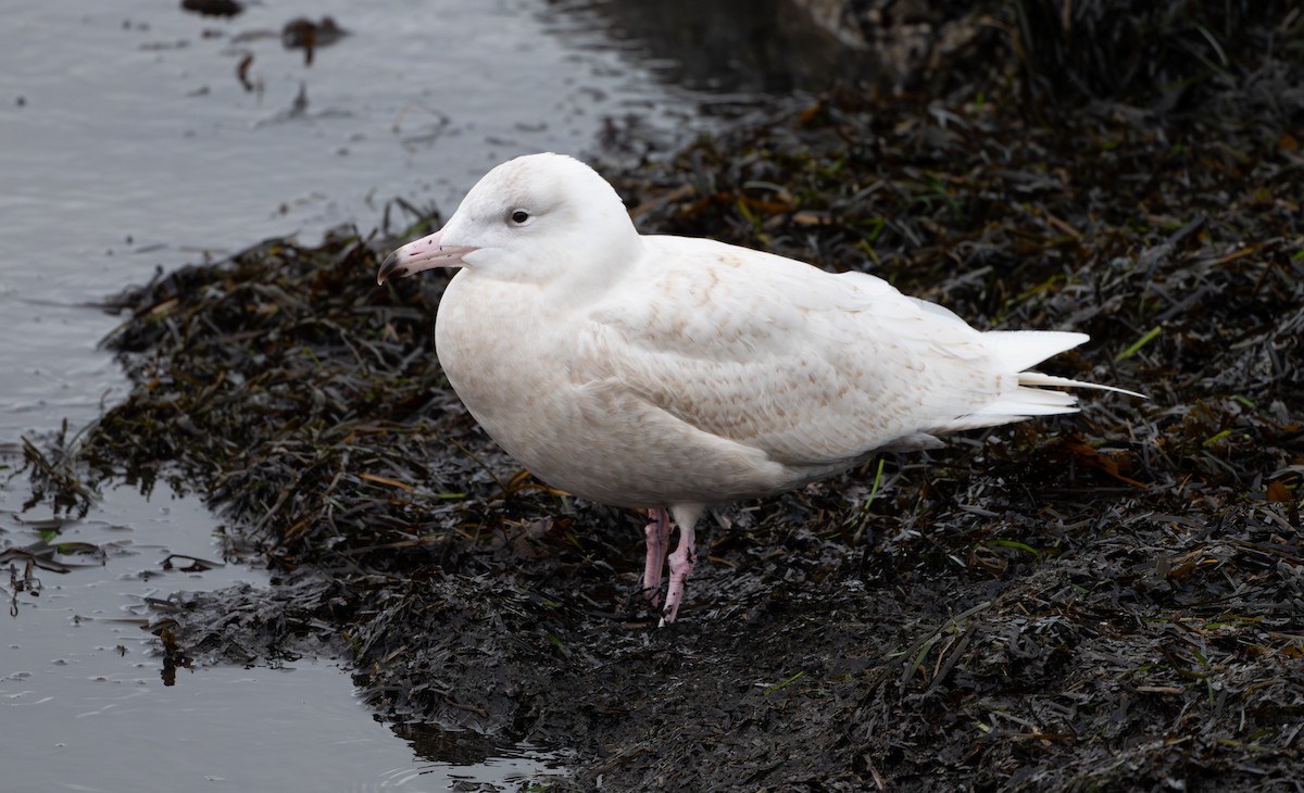 Бургомистр - ML646853069