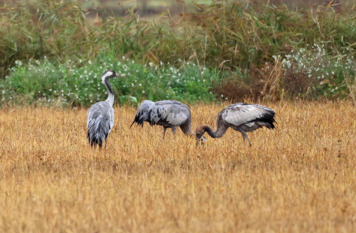 Grulla Común - ML646853070