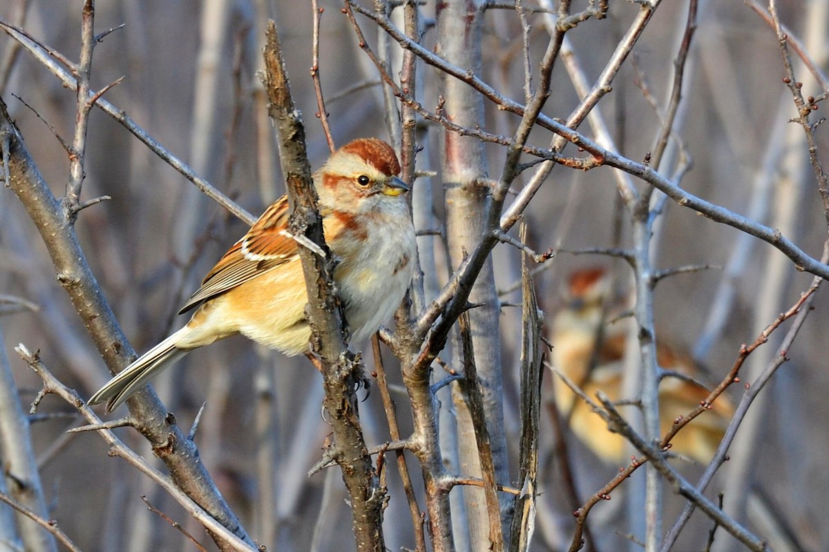 Пасовник північний - ML646853072