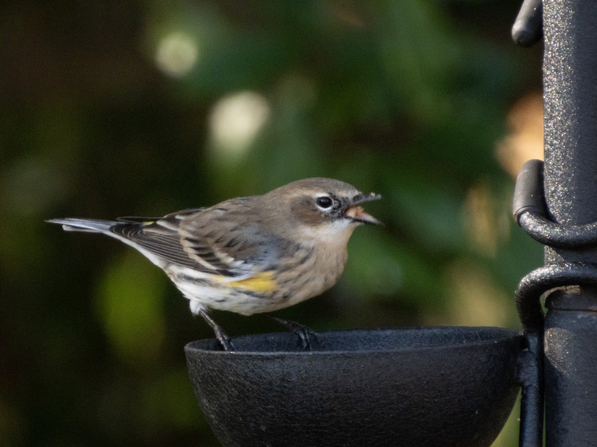 Пісняр-лісовик жовтогузий (підвид coronata) - ML646853074