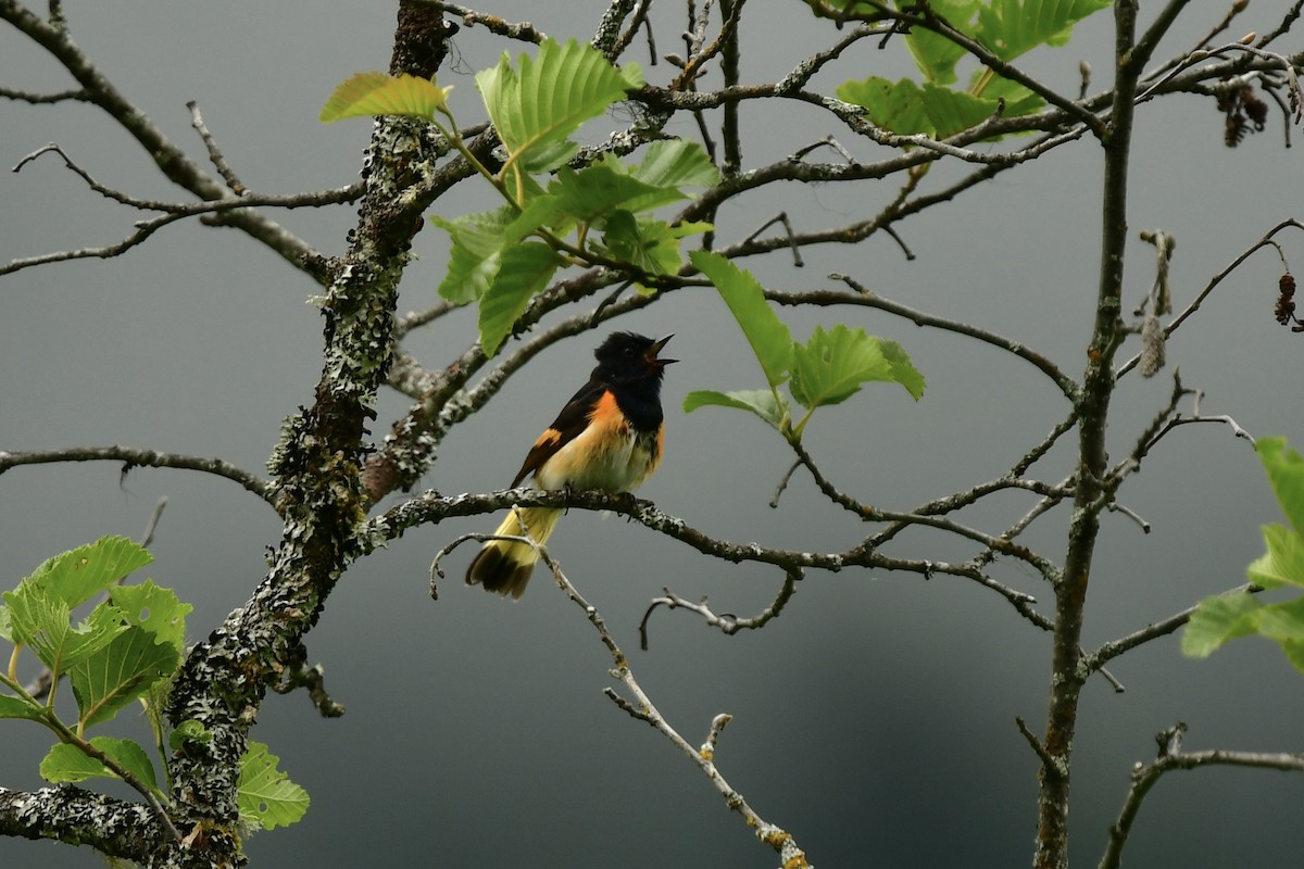 סבכון חכלילי - ML646853075