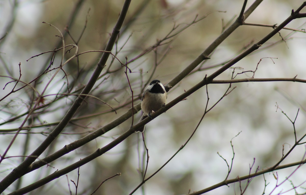 Carolina Chickadee - ML646853079