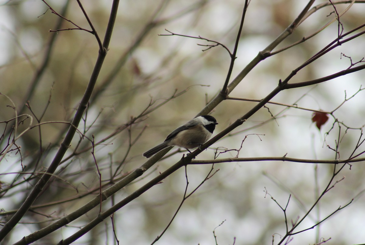 Carolina Chickadee - ML646853080