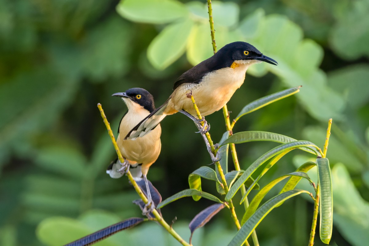 Donakobiyus - ML646853081