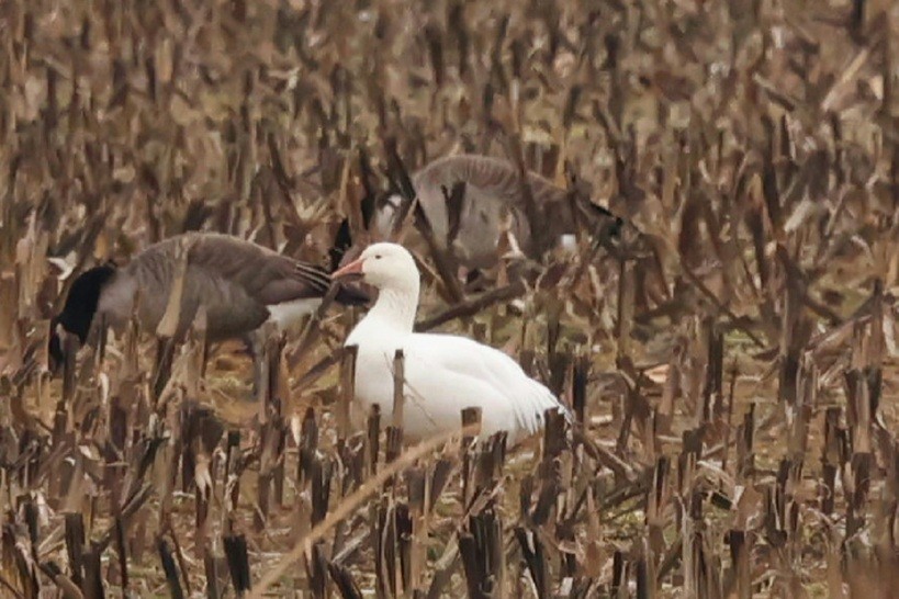 ハクガン - ML646853085