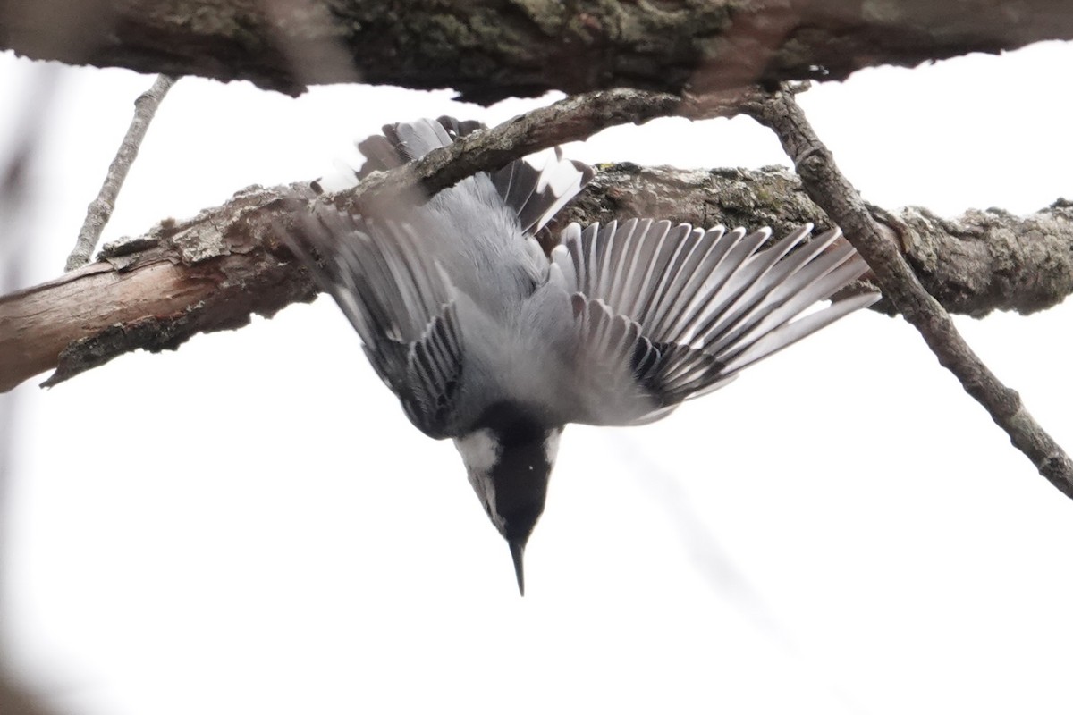 White-breasted Nuthatch - ML646853086