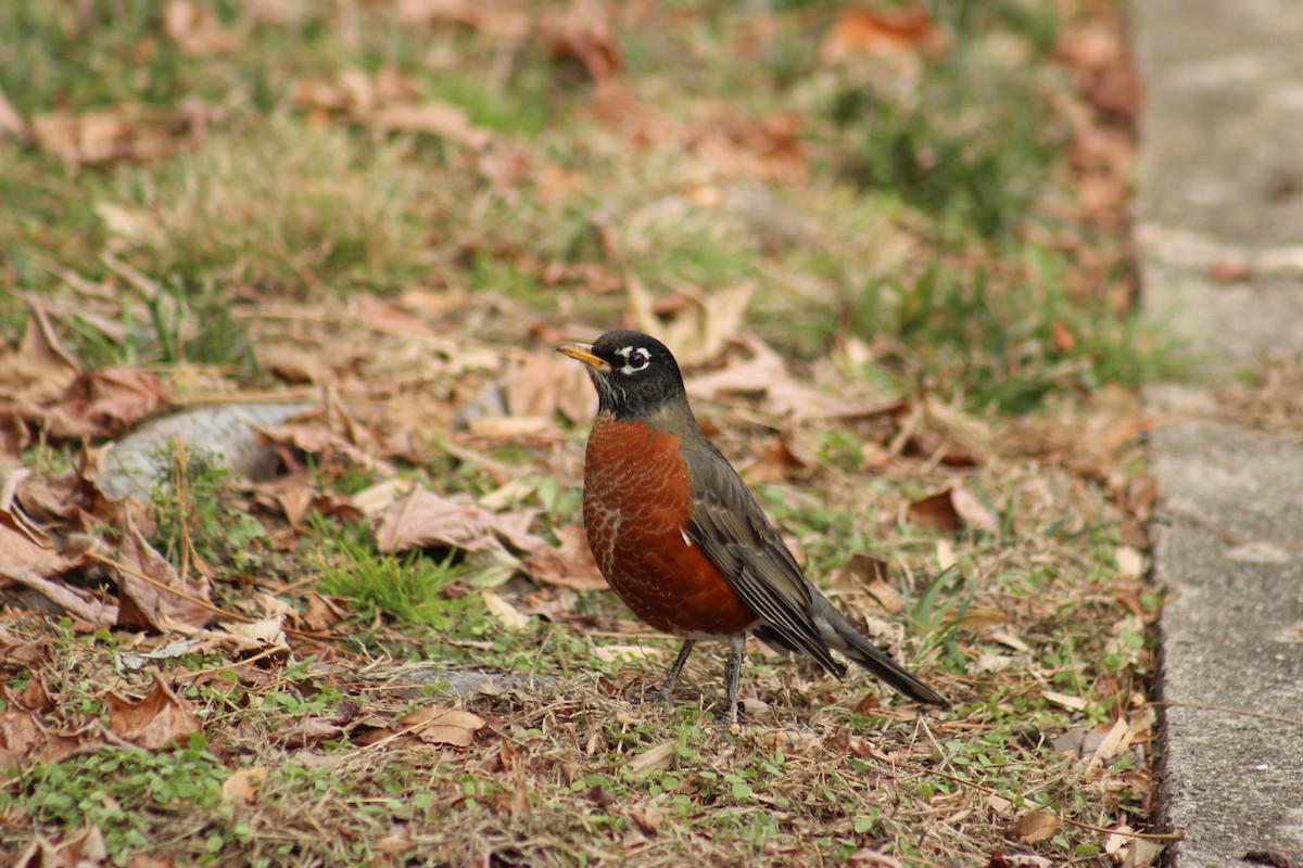 American Robin - ML646853087